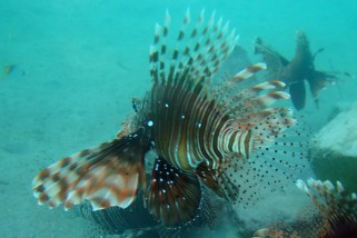 Pterois volitans - Pazifischer Rotfeuerfisch (Rotfeuerfisch)